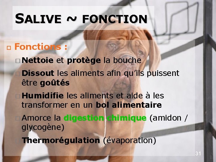 SALIVE ~ FONCTION Fonctions : � Nettoie et protège la bouche � Dissout les