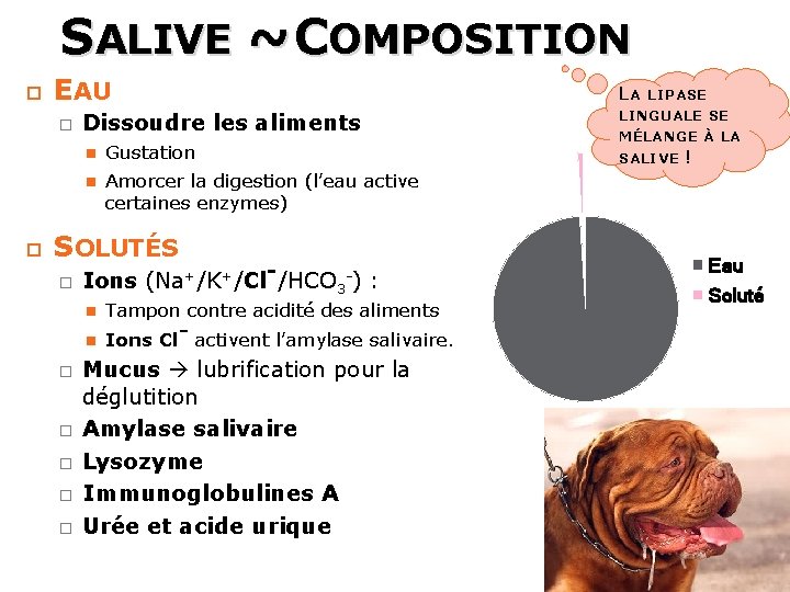 SALIVE ~ COMPOSITION 32 EAU � Dissoudre les aliments Gustation Amorcer la digestion (l’eau