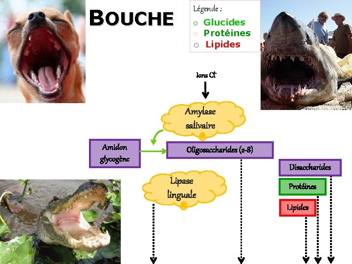 BOUCHE Légende : o Glucides o Protéines o Lipides 35 Ions Cl- Amylase salivaire