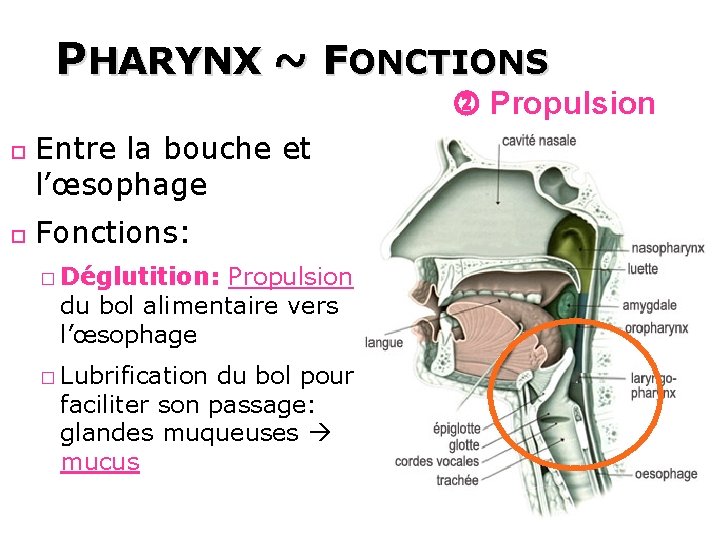 PHARYNX ~ FONCTIONS Propulsion Entre la bouche et l’œsophage Fonctions: � Déglutition: Propulsion du