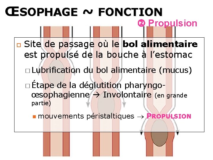 ŒSOPHAGE ~ FONCTION Propulsion Site de passage où le bol alimentaire est propulsé de