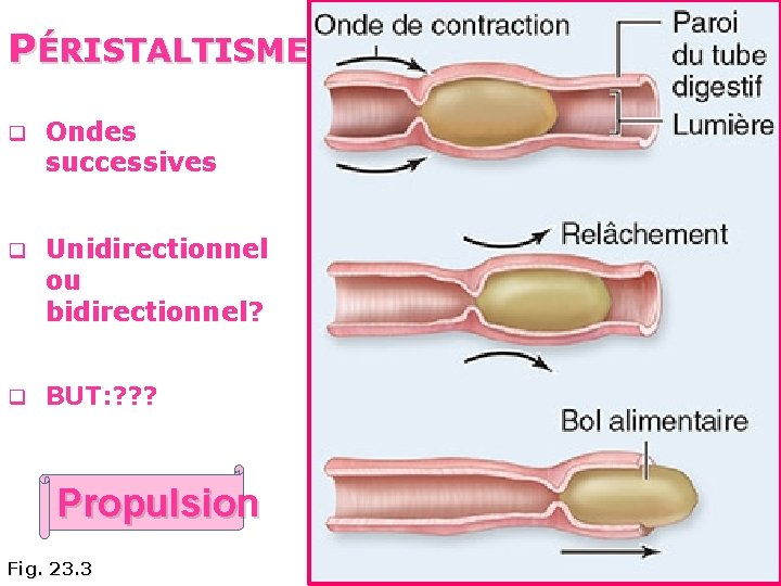 PÉRISTALTISME q Ondes successives q Unidirectionnel ou bidirectionnel? q BUT: ? ? ? Propulsion