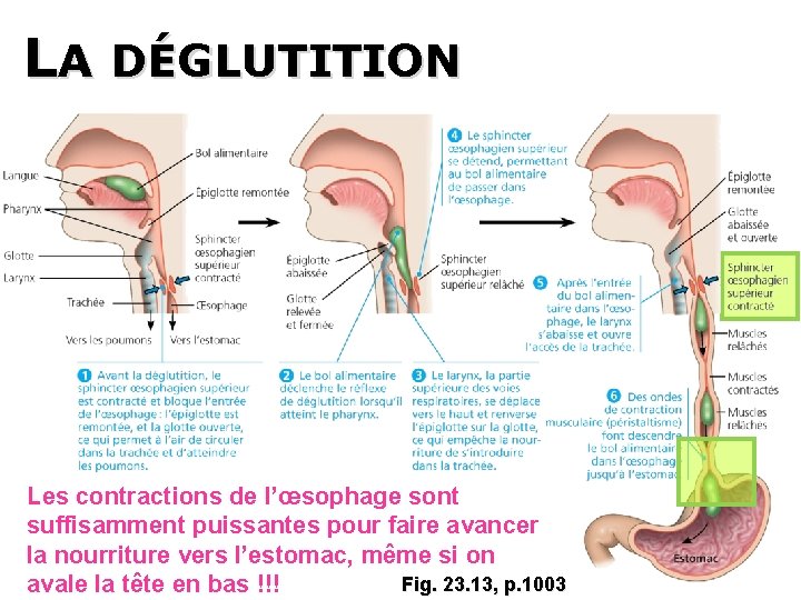 LA DÉGLUTITION Les contractions de l’œsophage sont suffisamment puissantes pour faire avancer la nourriture