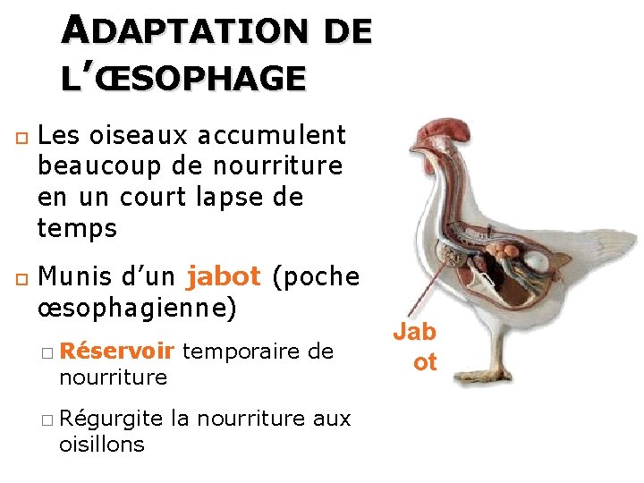 46 ADAPTATION DE L’ŒSOPHAGE Les oiseaux accumulent beaucoup de nourriture en un court lapse