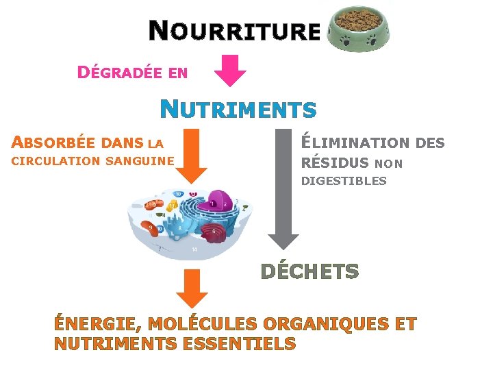 NOURRITURE DÉGRADÉE EN NUTRIMENTS ABSORBÉE DANS LA ÉLIMINATION DES CIRCULATION SANGUINE RÉSIDUS NON DIGESTIBLES