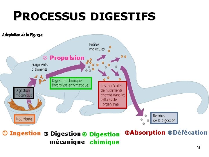 PROCESSUS DIGESTIFS Adaptation de la Fig. 23. 2 Propulsion Ingestion Digestion Absorption Défécation mécanique