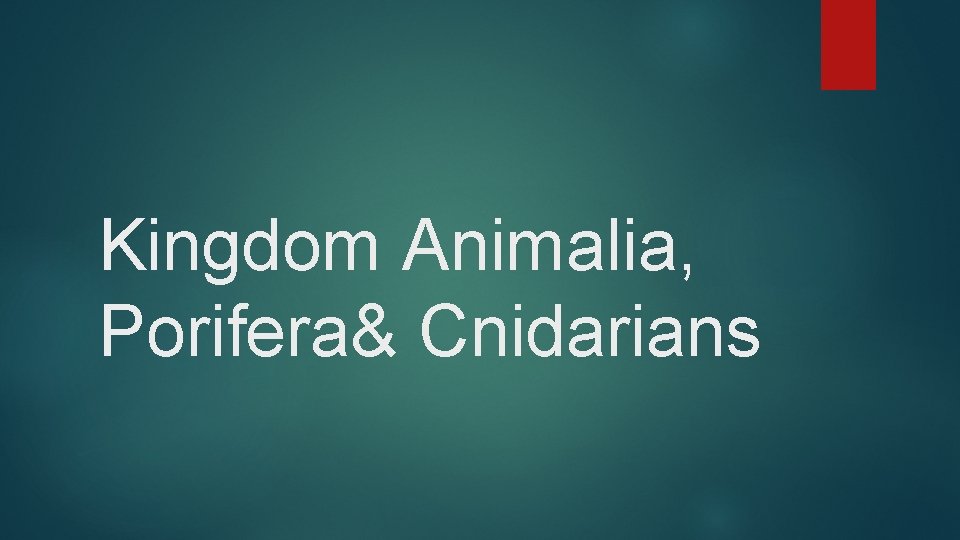 Kingdom Animalia, Porifera& Cnidarians 