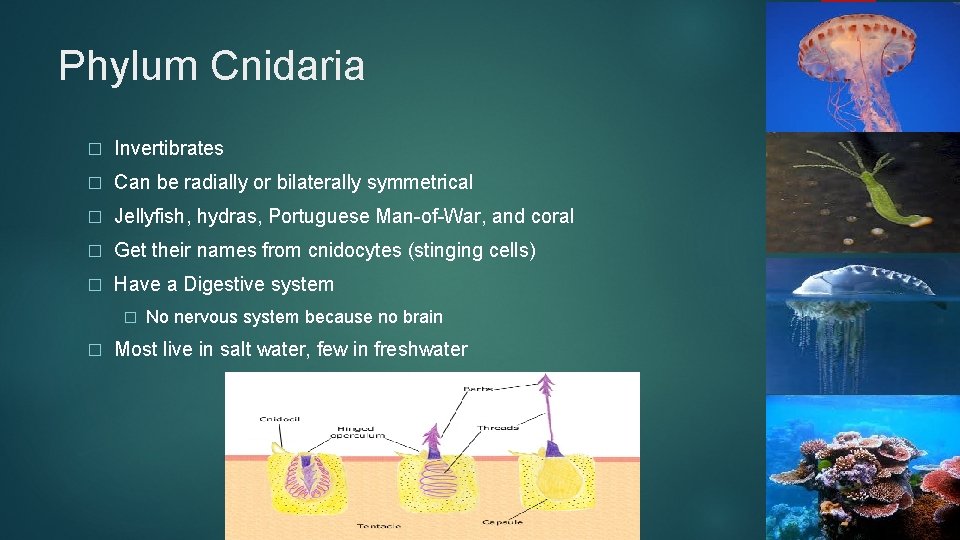 Phylum Cnidaria � Invertibrates � Can be radially or bilaterally symmetrical � Jellyfish, hydras,