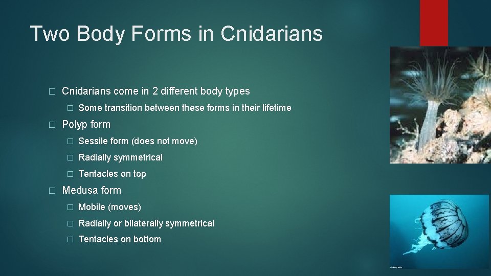 Two Body Forms in Cnidarians � Cnidarians come in 2 different body types �