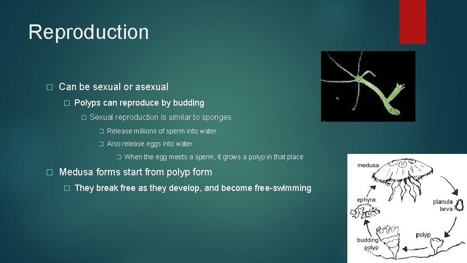 Reproduction � Can be sexual or asexual � Polyps can reproduce by budding �