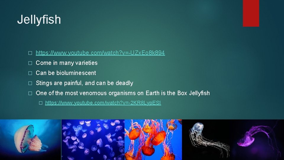 Jellyfish � https: //www. youtube. com/watch? v=-UZx. Eo 8 k 894 � Come in