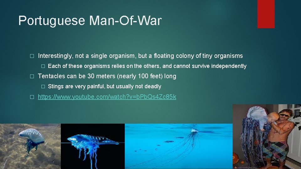 Portuguese Man-Of-War � Interestingly, not a single organism, but a floating colony of tiny