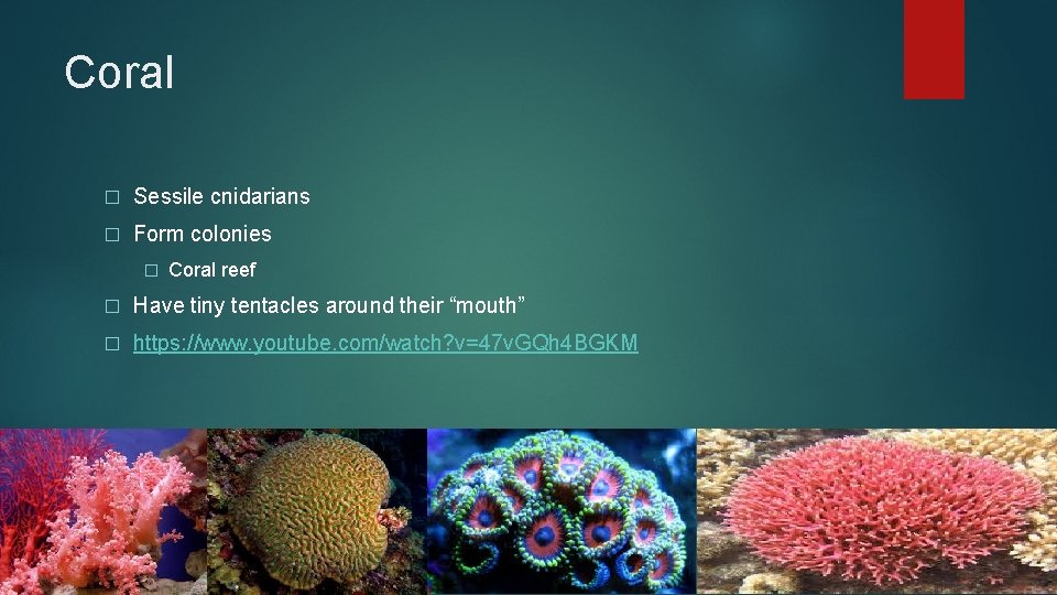 Coral � Sessile cnidarians � Form colonies � Coral reef � Have tiny tentacles