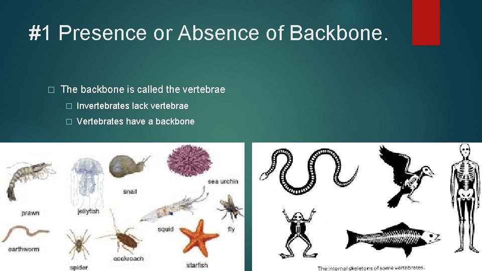 #1 Presence or Absence of Backbone. � The backbone is called the vertebrae �
