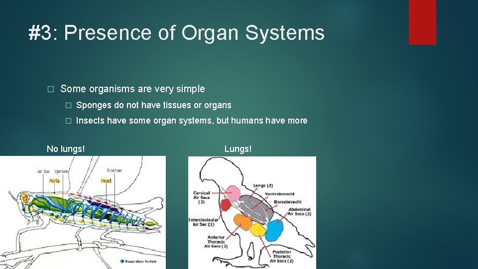 #3: Presence of Organ Systems � Some organisms are very simple � Sponges do