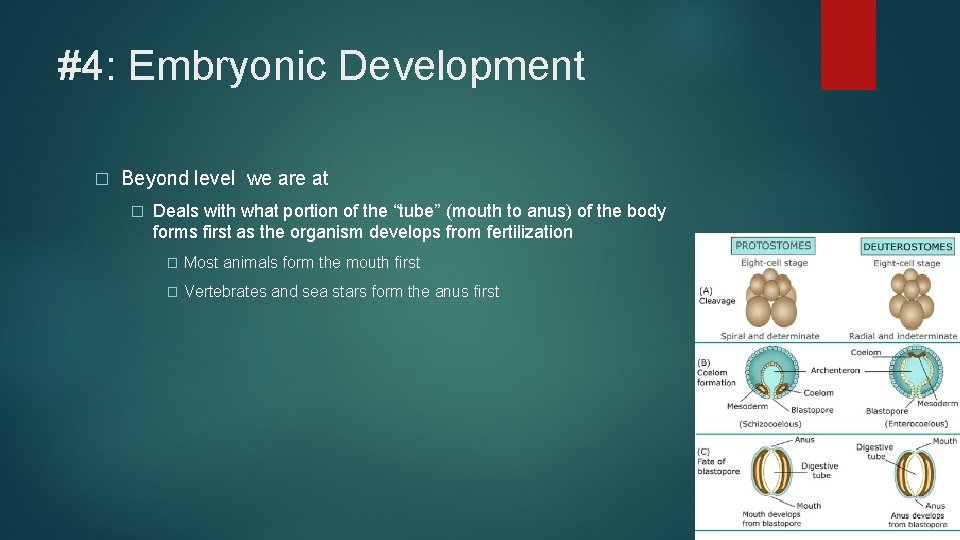 #4: Embryonic Development � Beyond level we are at � Deals with what portion