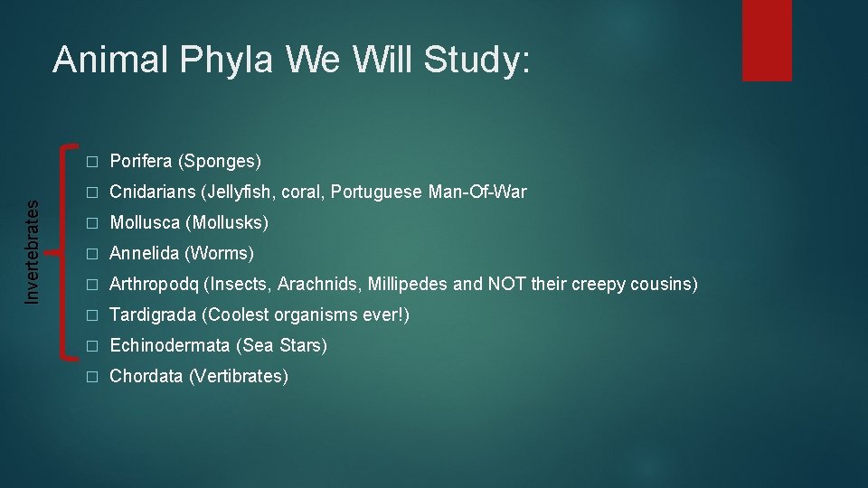 Invertebrates Animal Phyla We Will Study: � Porifera (Sponges) � Cnidarians (Jellyfish, coral, Portuguese