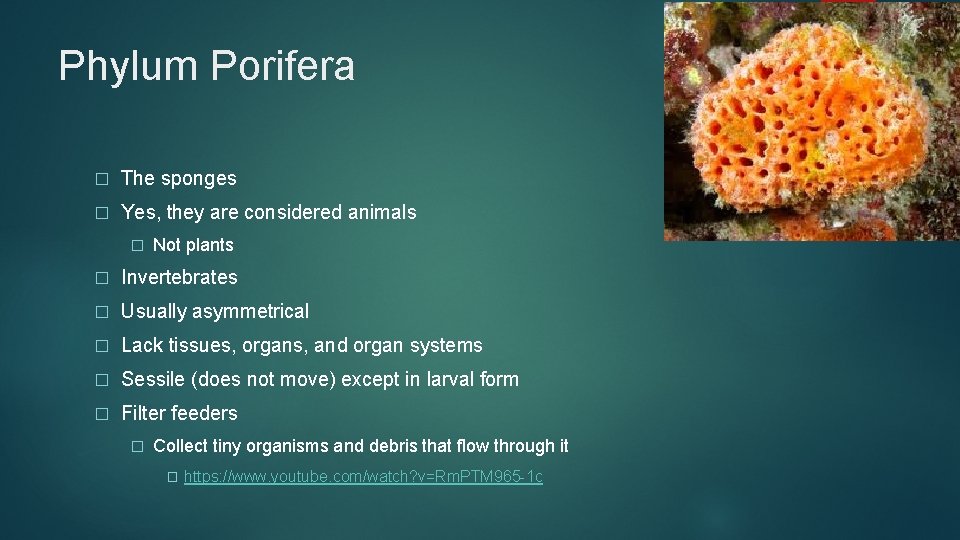 Phylum Porifera � The sponges � Yes, they are considered animals � Not plants