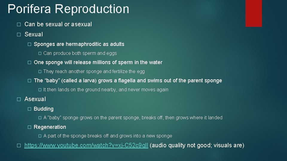 Porifera Reproduction � Can be sexual or asexual � Sponges are hermaphroditic as adults