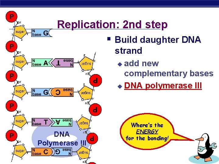 Complementry Replication Dna DNA Replication AP Biology 2007 2008 Double helix