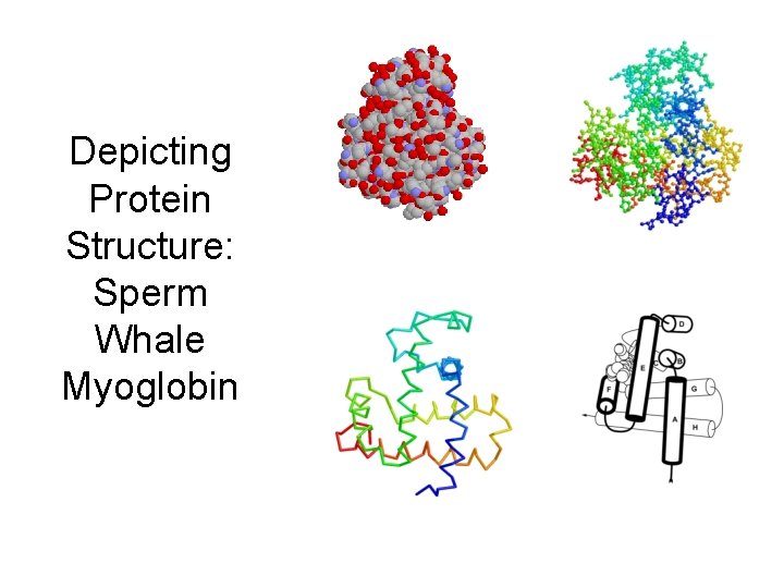 Depicting Protein Structure: Sperm Whale Myoglobin 