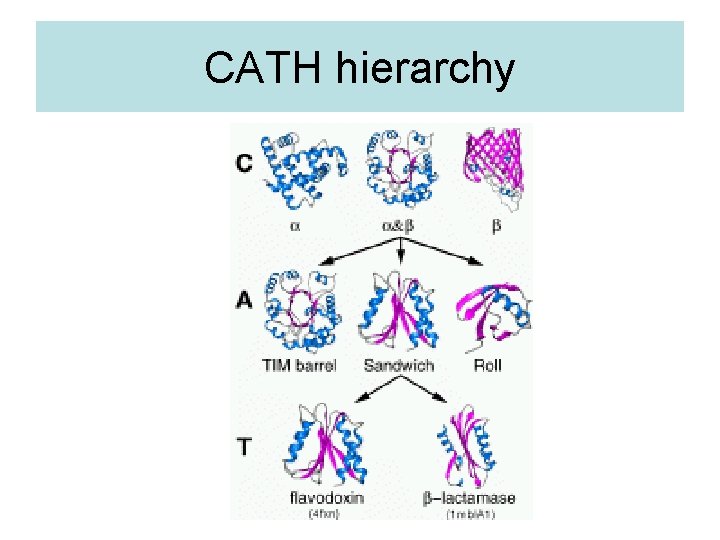 CATH hierarchy 