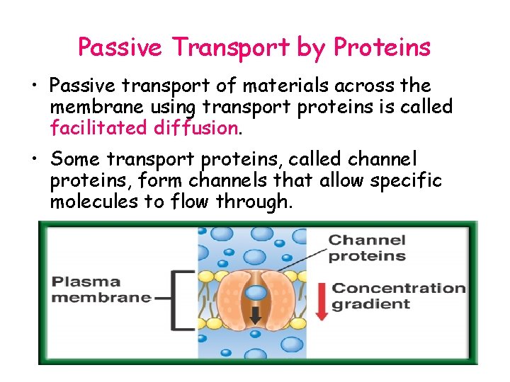 Passive Transport by Proteins • Passive transport of materials across the membrane using transport