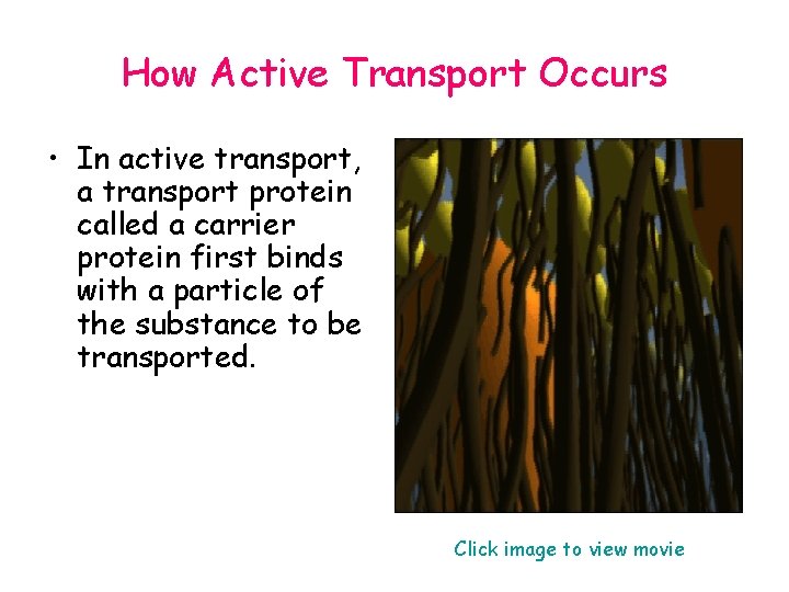 How Active Transport Occurs • In active transport, a transport protein called a carrier