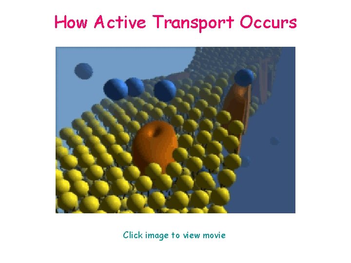 How Active Transport Occurs Click image to view movie 