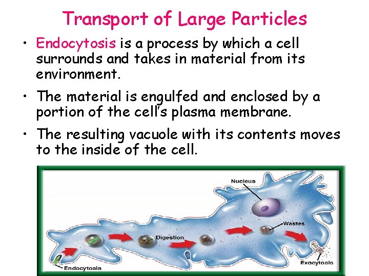 Transport of Large Particles • Endocytosis is a process by which a cell surrounds