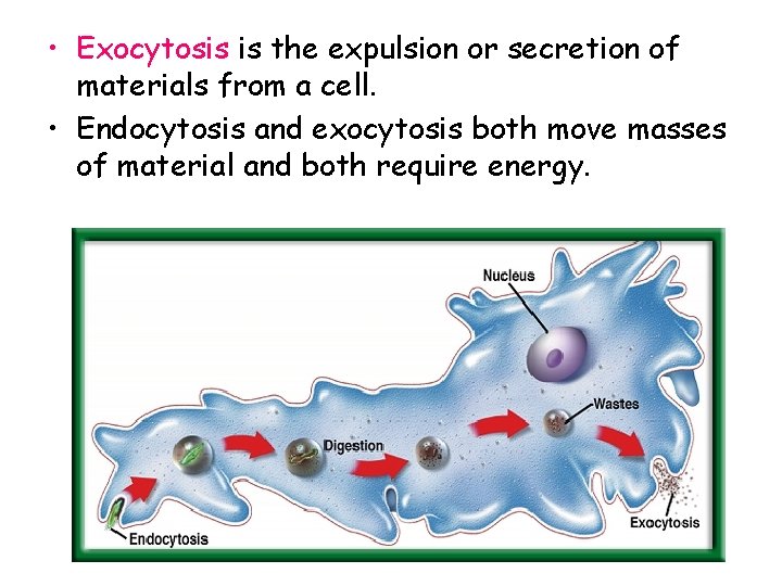  • Exocytosis is the expulsion or secretion of materials from a cell. •