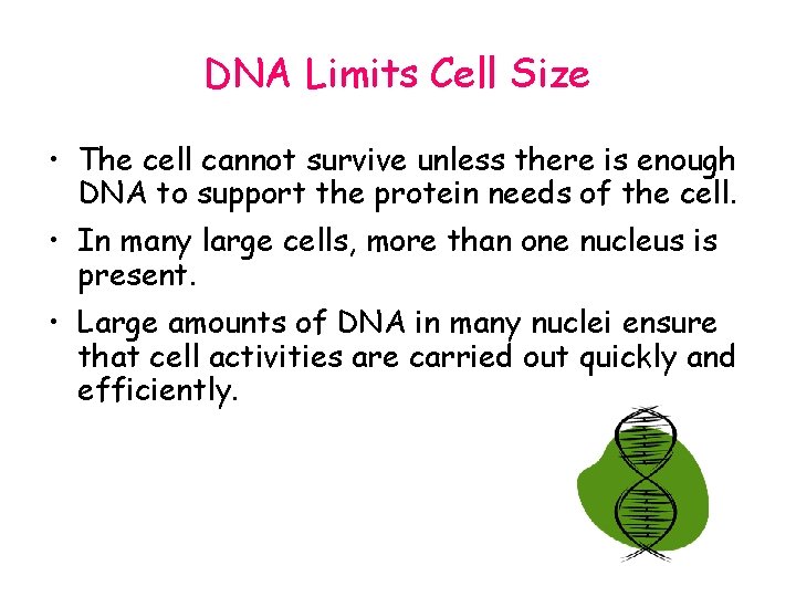 DNA Limits Cell Size • The cell cannot survive unless there is enough DNA