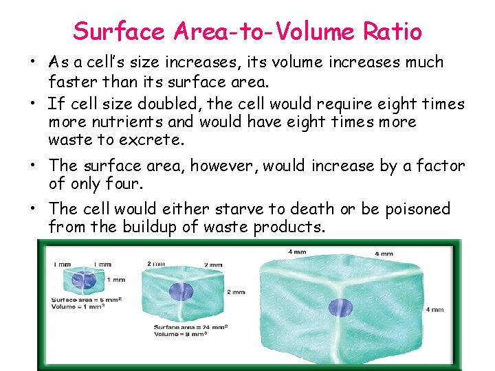Surface Area-to-Volume Ratio • As a cell’s size increases, its volume increases much faster
