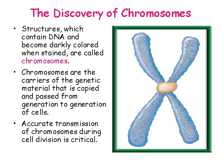 The Discovery of Chromosomes • Structures, which contain DNA and become darkly colored when