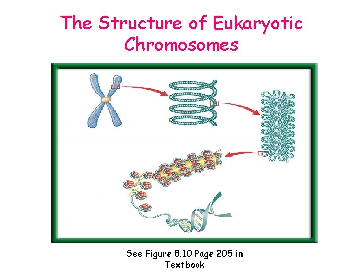 The Structure of Eukaryotic Chromosomes See Figure 8. 10 Page 205 in Textbook 