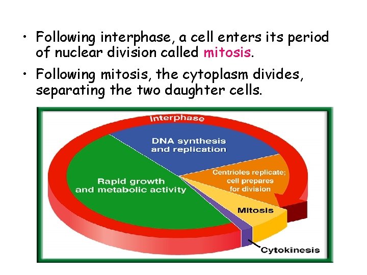  • Following interphase, a cell enters its period of nuclear division called mitosis.