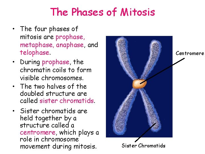 The Phases of Mitosis • The four phases of mitosis are prophase, metaphase, and