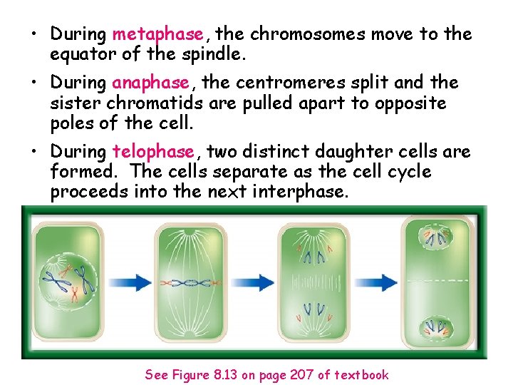  • During metaphase, the chromosomes move to the equator of the spindle. •