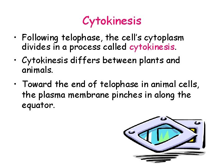 Cytokinesis • Following telophase, the cell’s cytoplasm divides in a process called cytokinesis. •