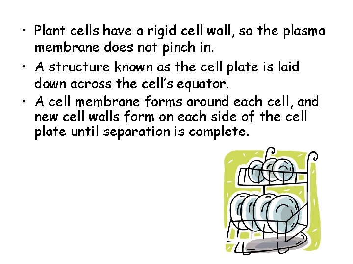  • Plant cells have a rigid cell wall, so the plasma membrane does