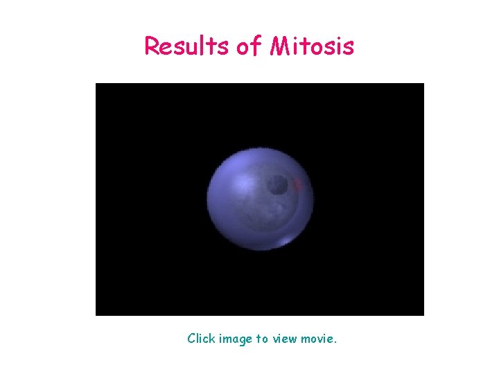 Results of Mitosis Click image to view movie. 