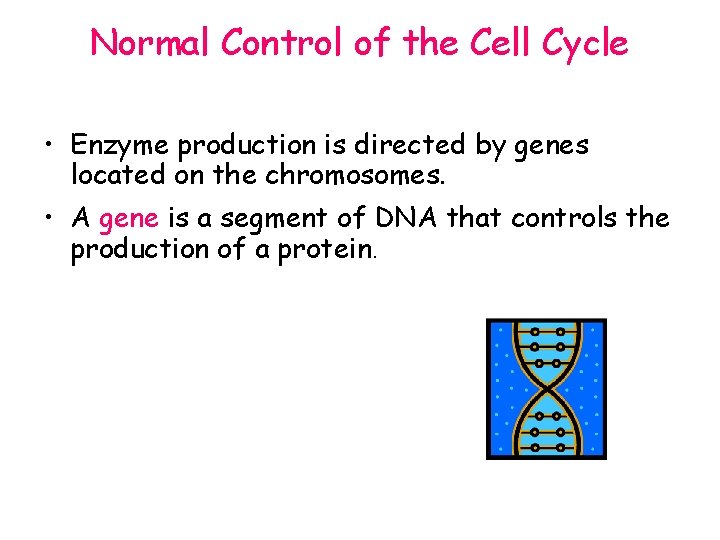 Normal Control of the Cell Cycle • Enzyme production is directed by genes located