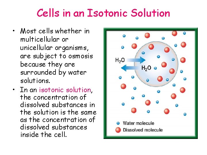 Cells in an Isotonic Solution • Most cells whether in multicellular or unicellular organisms,