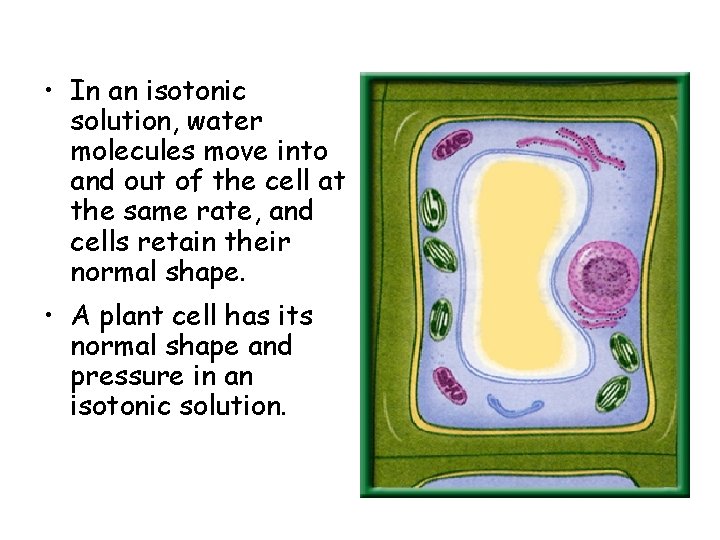  • In an isotonic solution, water molecules move into and out of the