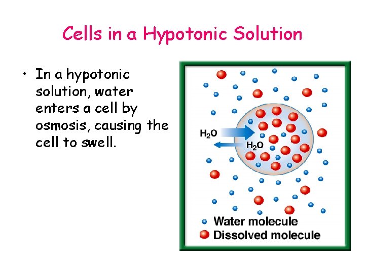 Cells in a Hypotonic Solution • In a hypotonic solution, water enters a cell