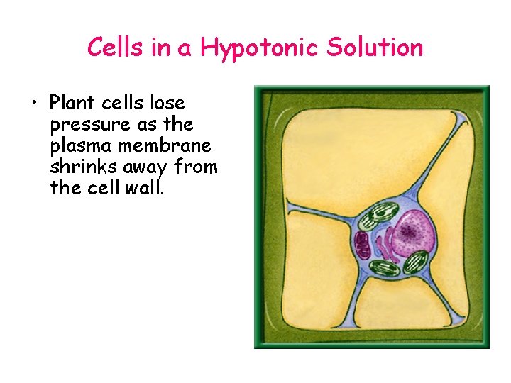 Cells in a Hypotonic Solution • Plant cells lose pressure as the plasma membrane