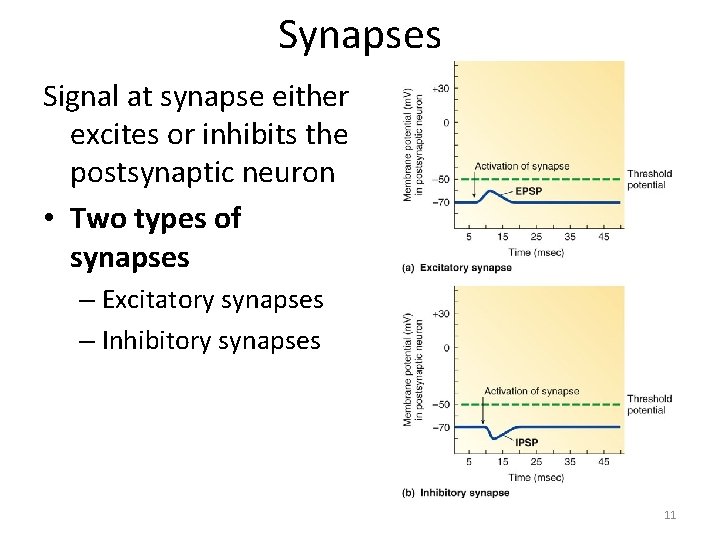 Synapses Signal at synapse either excites or inhibits the postsynaptic neuron • Two types