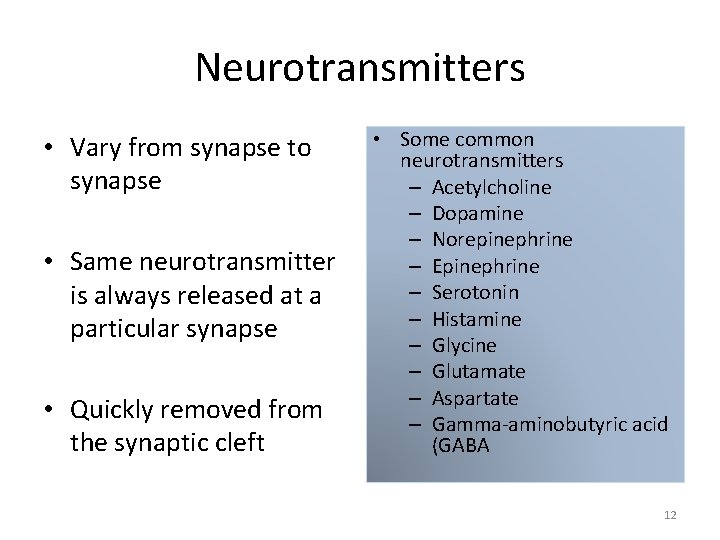 Neurotransmitters • Vary from synapse to synapse • Same neurotransmitter is always released at