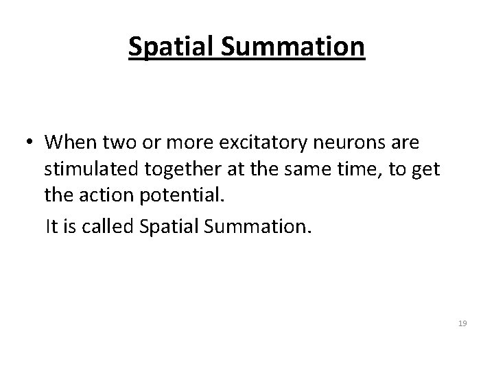 Spatial Summation • When two or more excitatory neurons are stimulated together at the