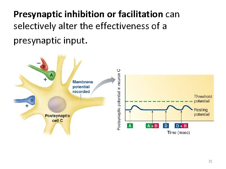 Presynaptic inhibition or facilitation can selectively alter the effectiveness of a presynaptic input. 21